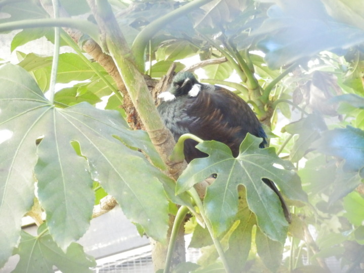 ウィローバンク-ツイ