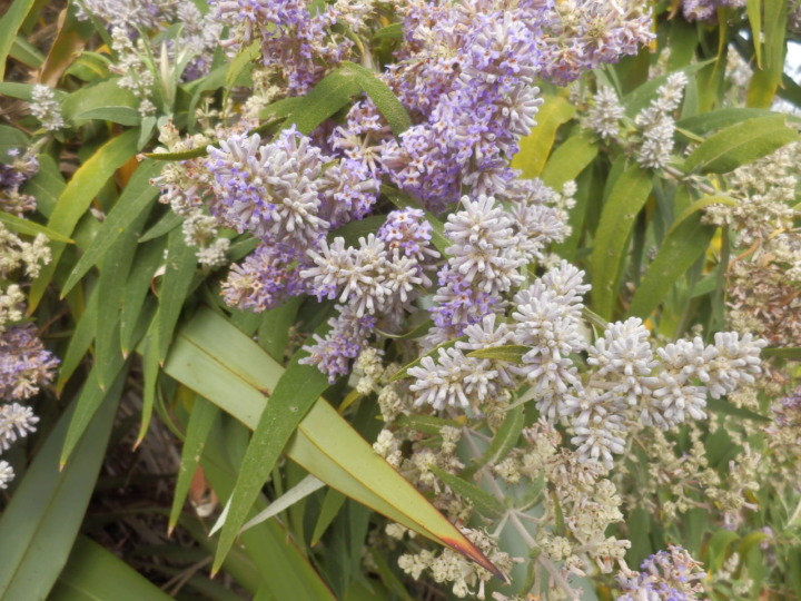 ボトルレイク春の香り