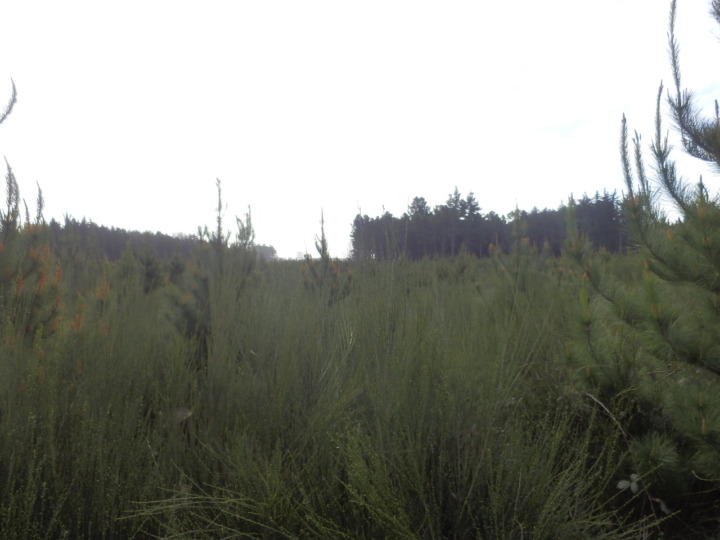 ボトルレイク道の中