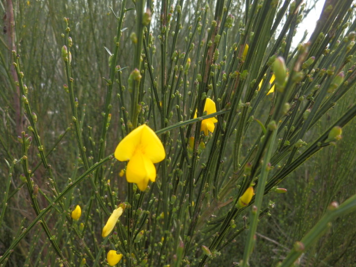 ボトルレイク-花