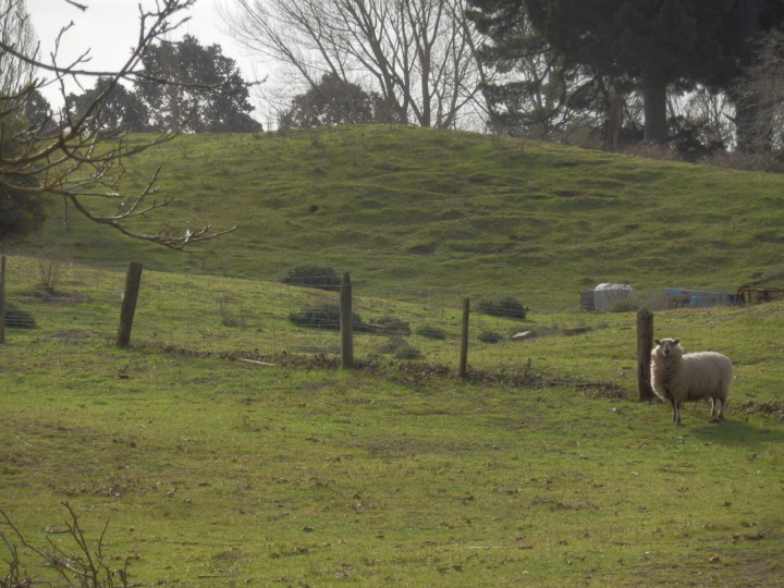 ボトルレイク-ヒツジ
