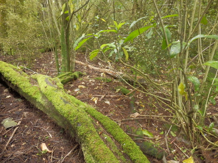 リッカートンブッシュ-原生林4