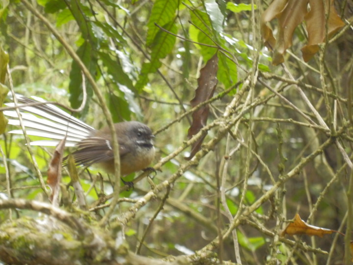 リッカートンブッシュ-原生林3