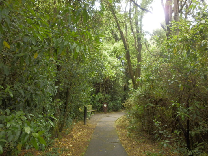 リッカートンブッシュ-原生林1