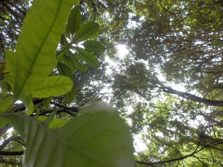 リッカートンブッシュ-原生林2