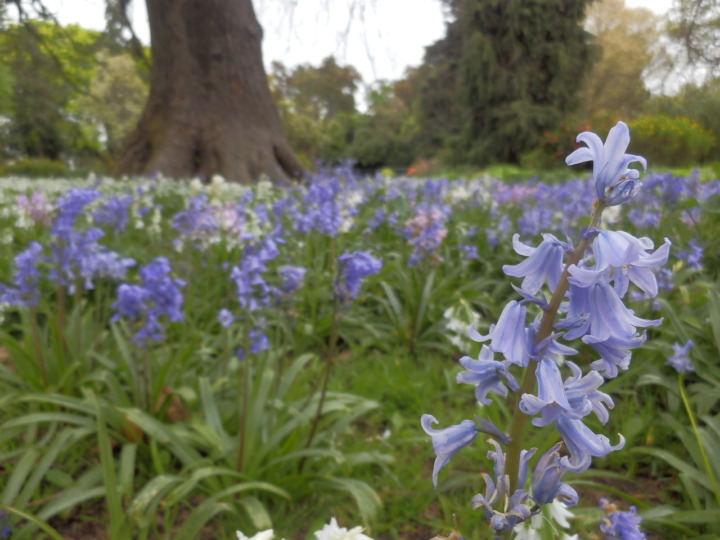 リッカートンブッシュテラス-花畑