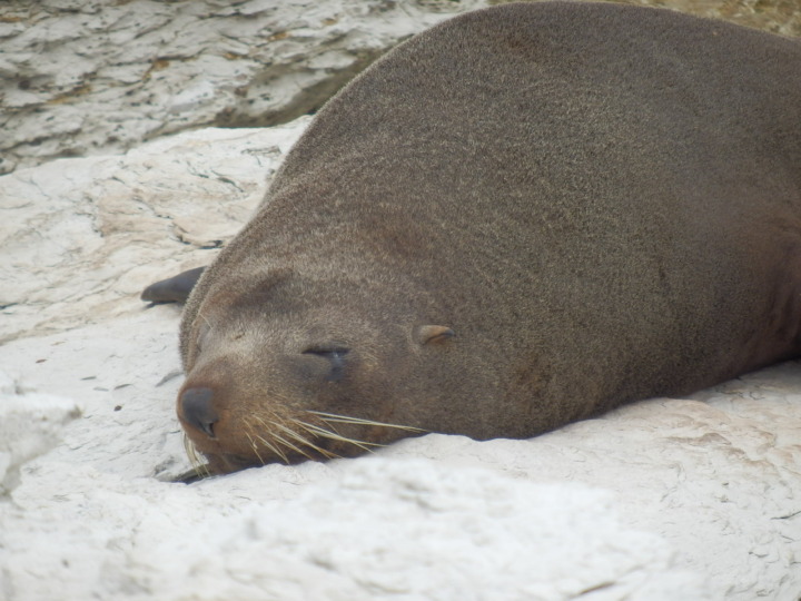 カイコウラ-アシカ
