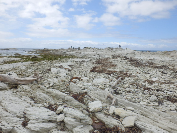 カイコウラ-岩礁
