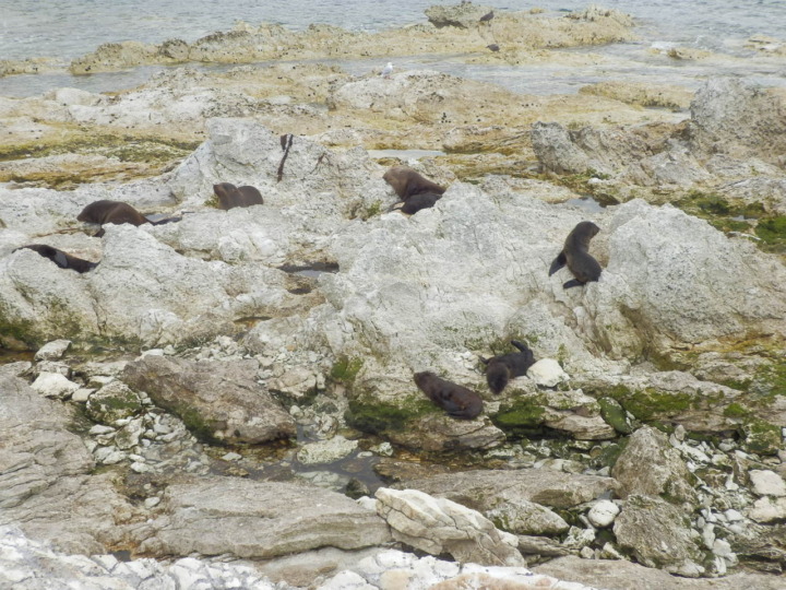 カイコウラ-アシカ-岩礁-群れ