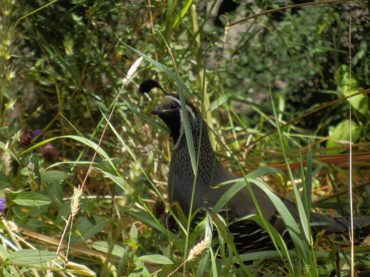 ジーランディア-鳥