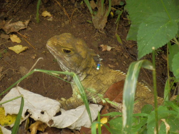 ジーランディア-トゥアタラ