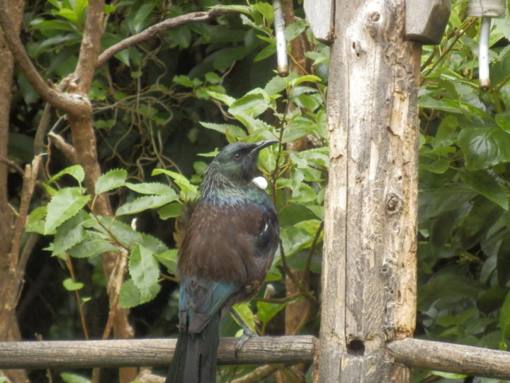 ジーランディア-ツイ