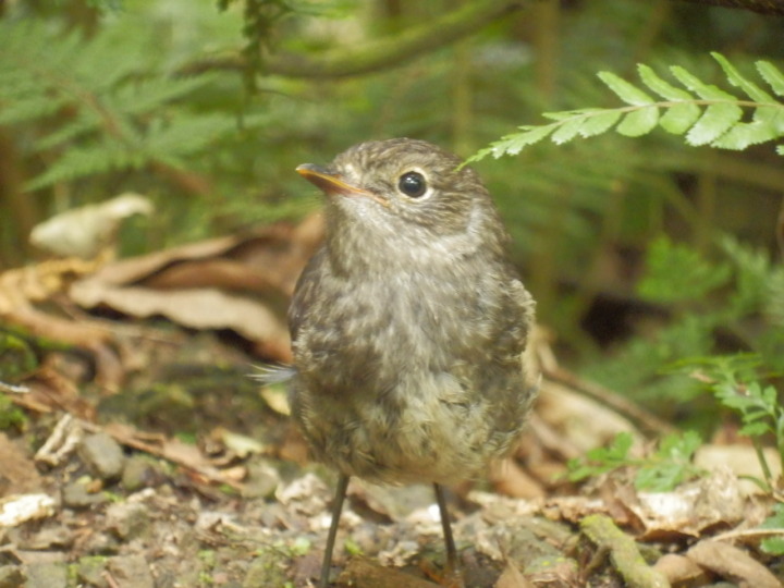 ジーランディア-ニュージーランド-小鳥-かわいい