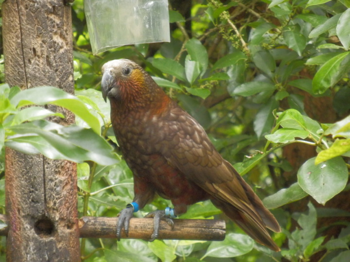 ジーランディア-ケア