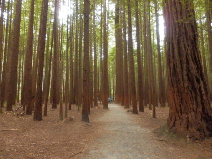 レッドウッドファカレワレワフォレスト-園内